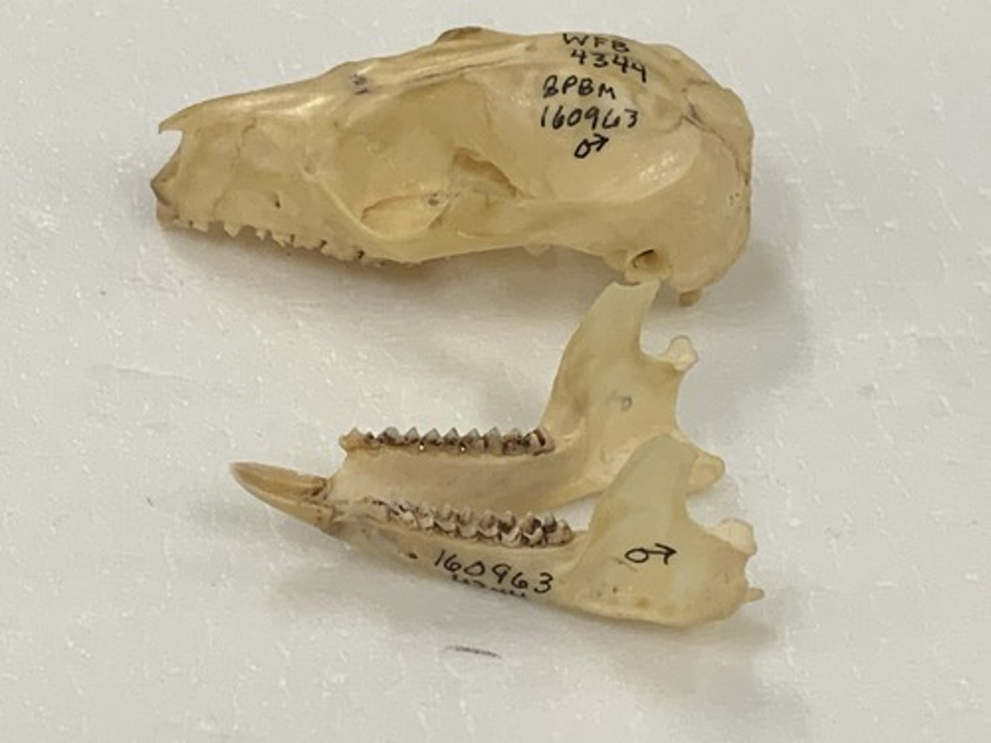 <p>Family, Order, Cohort, Infraclass, Subclass</p><p>-diprotodont (1-3I/1-2i)</p><p>-no sagittal crest; medium-length rostrum</p><p>-parallel upper and lower teeth set; level height</p><p>-absent canines, no enlarged cheek tooth</p>