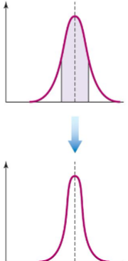 <p>preserves average phenotype</p><p> reduces variation in a population, but does not change the mean.</p><p>Example: Human birth weights</p>