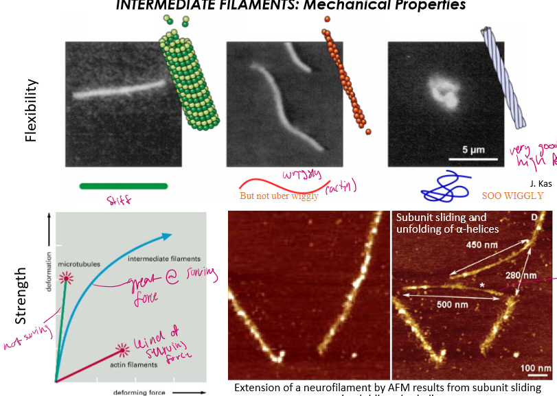 <p><strong>Most</strong>: IFs: will not break easily under stress, rather it will extend</p><p><strong>Middest</strong>: Actin: wiggly but not super strong</p><p><strong>Lowest:</strong> is microtubule: girl will snap like a pretzel the moment you pull</p>