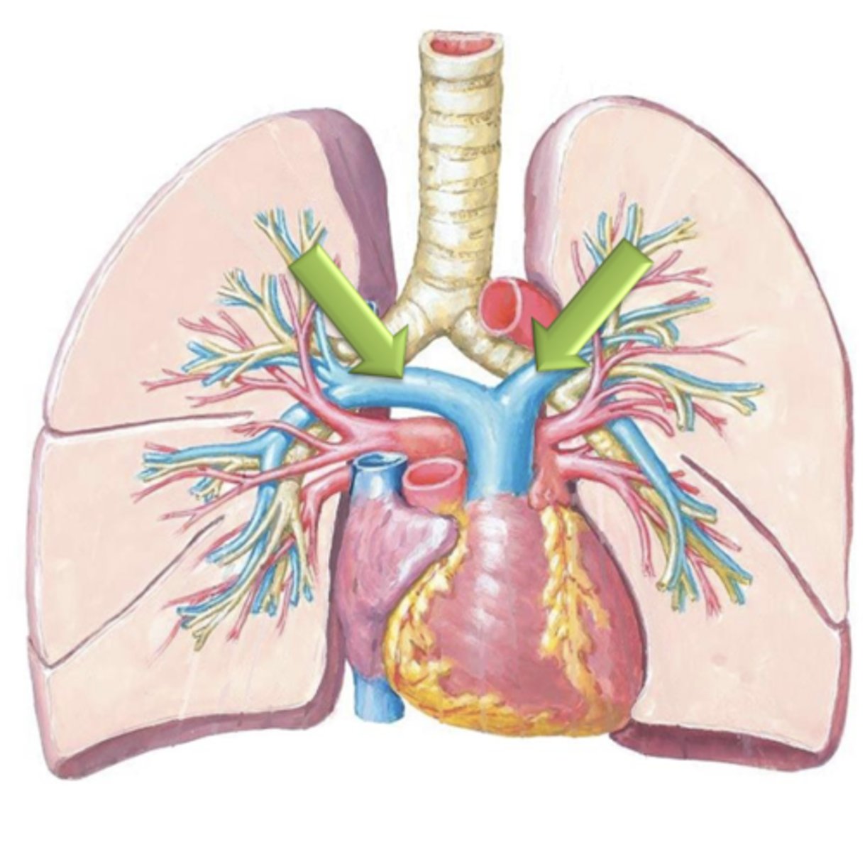 <p>Pulmonary arteries are the only arteries in the body which carry ___ blood.</p>