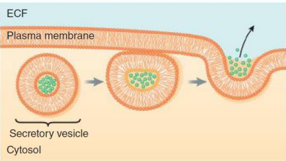 <p>exocytosis</p>