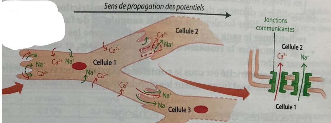 <p>Le <strong>cardiomyocyte</strong> est la <strong>cellule musculaire du cœur</strong>.<br>Il est responsable de la <strong>contraction cardiaque</strong>, permettant au cœur de pomper le sang.</p><p><span>🔹</span> Caractéristiques principales</p><ul><li><p>Cellule <strong>striée</strong> (comme le muscle squelettique)</p></li><li><p><strong>Involontaire</strong> (contrôle automatique)</p></li><li><p><strong>Courte, ramifiée</strong>, avec <strong>1 noyau central</strong> (parfois 2)</p></li><li><p>Riche en <strong>mitochondries</strong> → grande production d’ATP</p></li><li><p>Reliée aux autres par des <strong><u>Stries scalariformes</u></strong></p></li></ul><p><span>🔹</span> <strong><u>Stries scalariformes</u></strong></p><p>Ils assurent :</p><ul><li><p><strong>Cohésion mécanique</strong> (desmosomes)</p></li><li><p><strong>Communication électrique</strong> (jonctions gap)</p></li></ul><p><span>➡</span> Permettent une contraction <strong>coordonnée</strong> du cœur (syncytium fonctionnel)</p><p><span>🔹</span> Fonctionnement (résumé)</p><ol><li><p>Arrivée du <strong>potentiel d’action</strong></p></li><li><p>Entrée de <strong>Ca²⁺</strong></p></li><li><p>Interaction actine–myosine</p></li><li><p><strong>Contraction du cœur</strong></p></li></ol><p></p><p><span>🧠</span> À retenir (phrase d’examen)</p><p><span>👉</span> <em>Le cardiomyocyte est une cellule musculaire striée, involontaire, spécialisée dans la contraction rythmique et coordonnée du cœur.</em></p>