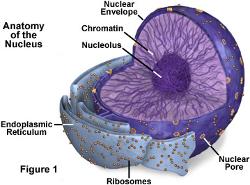<p><strong>contains most of the cell’s genes and is usually the most conspicuous organelle</strong></p><ul><li><p>site of transcription (DNA → RNA)</p></li><li><p>RNA is exported from the nucleus </p></li><li><p>produces ribosomes necessary for protein synthesis</p></li><li><p>coordinates the replication of DNA during cell division</p></li></ul><p><span style="color: rgb(255, 105, 180);"><strong>Nuclear Envelope -</strong></span> encloses the nucleus, separating it from the cytoplasm</p><ul><li><p>is a double-membrane; each membrane has a lipid bilayer</p></li></ul><p><span style="color: rgb(255, 105, 180);"><strong>Nuclear Pores -</strong></span> protein channels in the nuclear envelope that allow molecules to move into/out of the nucleus</p><ul><li><p>essential for the nucleus communicating w/ the rest of the cell</p></li><li><p>(mRNA out &amp; ribosomal proteins in/out)</p></li></ul><p><span style="color: rgb(255, 105, 180);"><strong>Nuclear Lamina -</strong></span> a meshwork of intermediate filaments (lamins) and proteins lining the inner nuclear envelope</p><p></p>