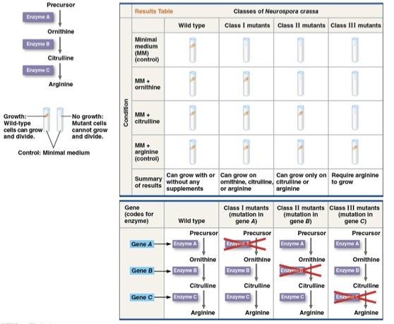 <ul><li><p>identified <mark data-color="yellow" style="background-color: yellow; color: inherit">three arginine deficient</mark> mutants that each <mark data-color="yellow" style="background-color: yellow; color: inherit">lacked a different enzyme</mark> to synthesize arginine</p></li><li><p>“One gene One enzyme hypothesis”</p></li></ul><p></p>