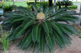 <p>Sago Palm/ King Sago </p>