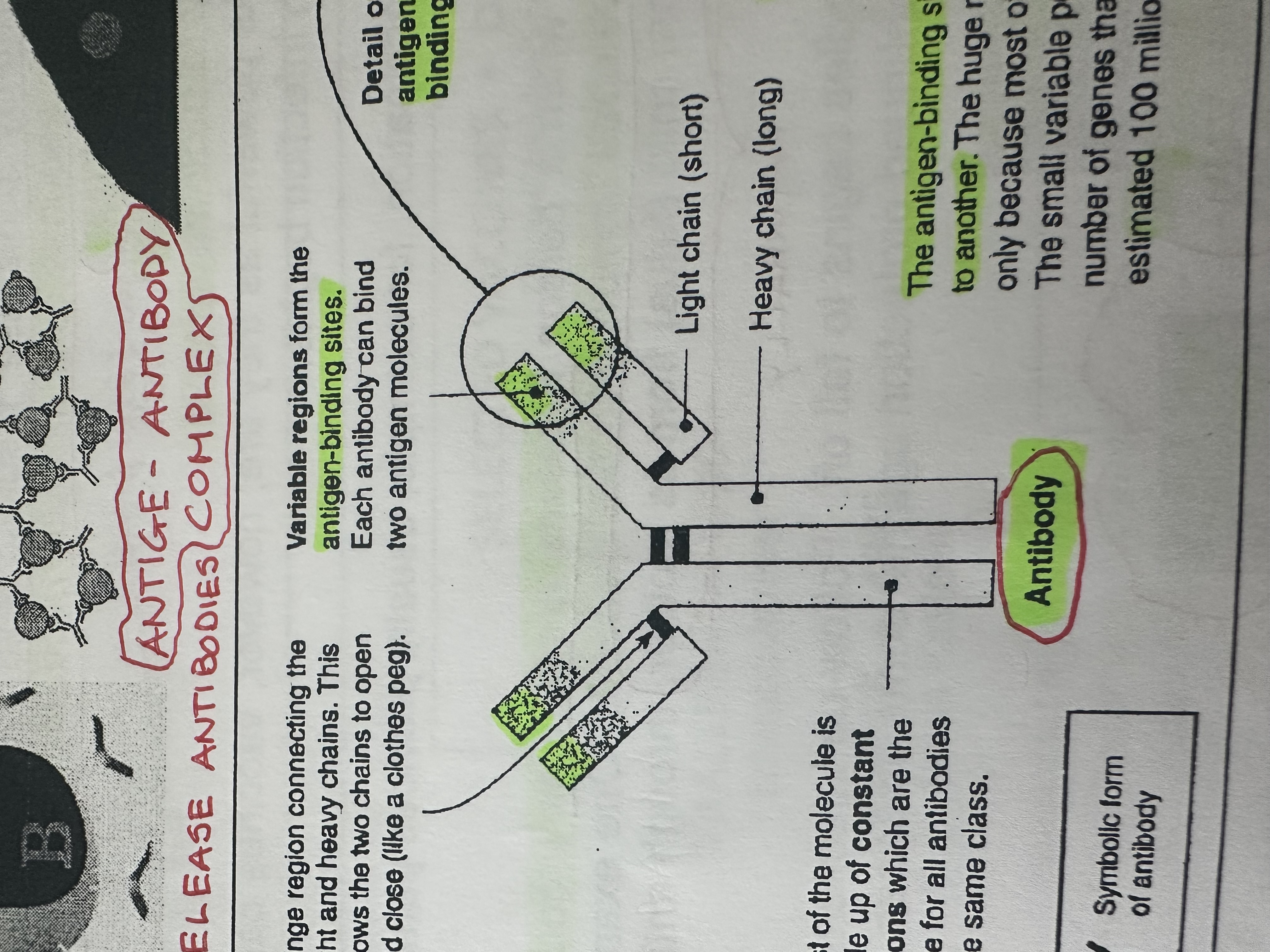 <p>Produced by B-lymphocytes in response to invading antigens.</p><p>“Y-shaped” protein on B-cells cell membrane.</p><p>B-cells release so they can bind to viral antigens and inactive them.</p>