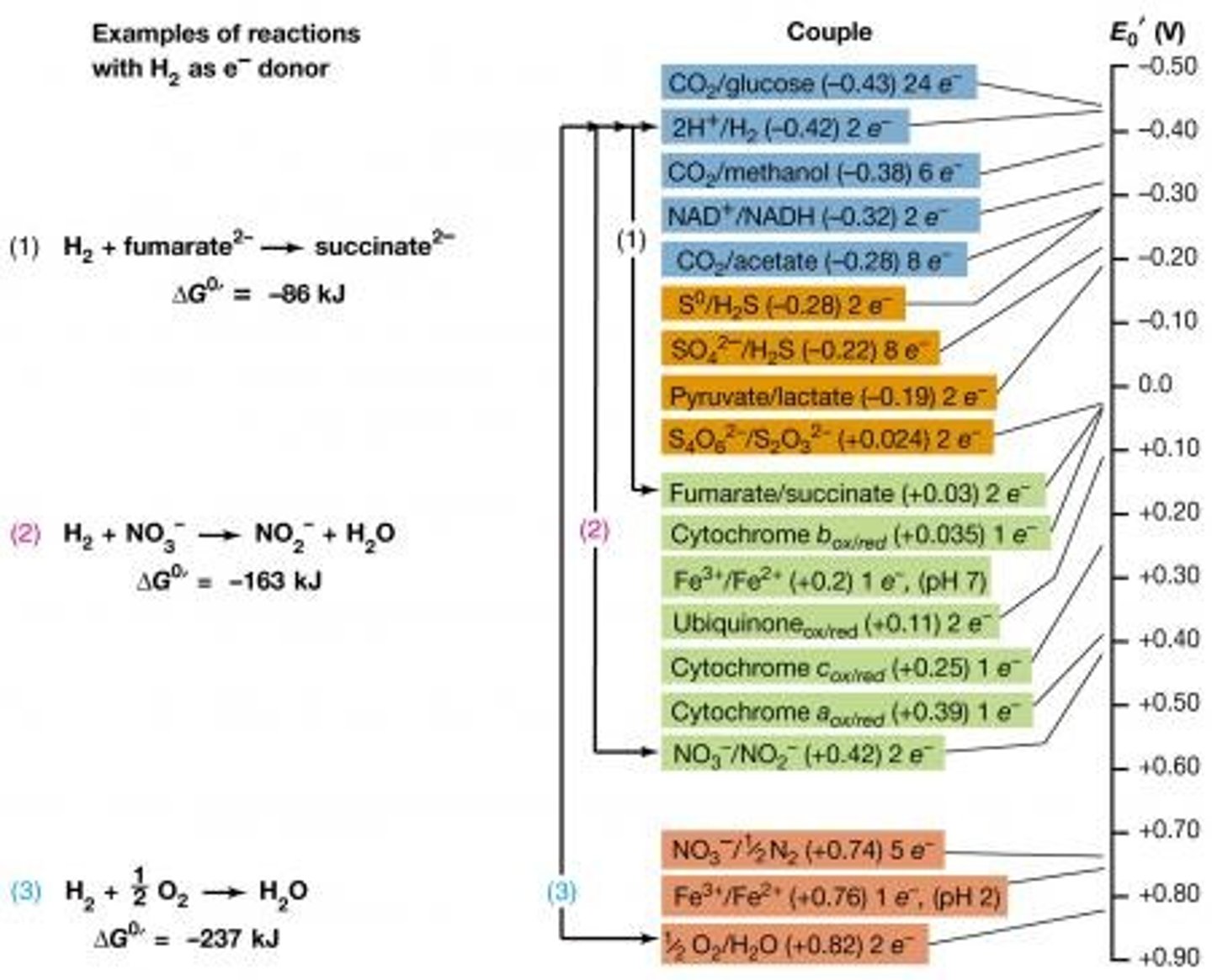 <p>Tool that ranks different half reactions</p>