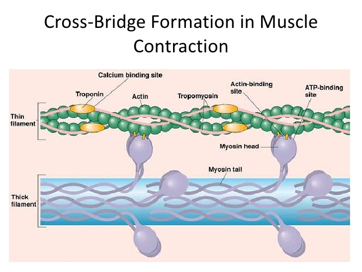 <p>Formation of Cross Bridges</p>