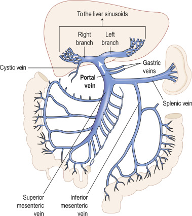 <p>a vein conveying blood to the liver from the spleen, stomach, pancreas, and intestines; primary function is to carry nutrient rich blood from the digestive organs directly to the liver for processing</p>