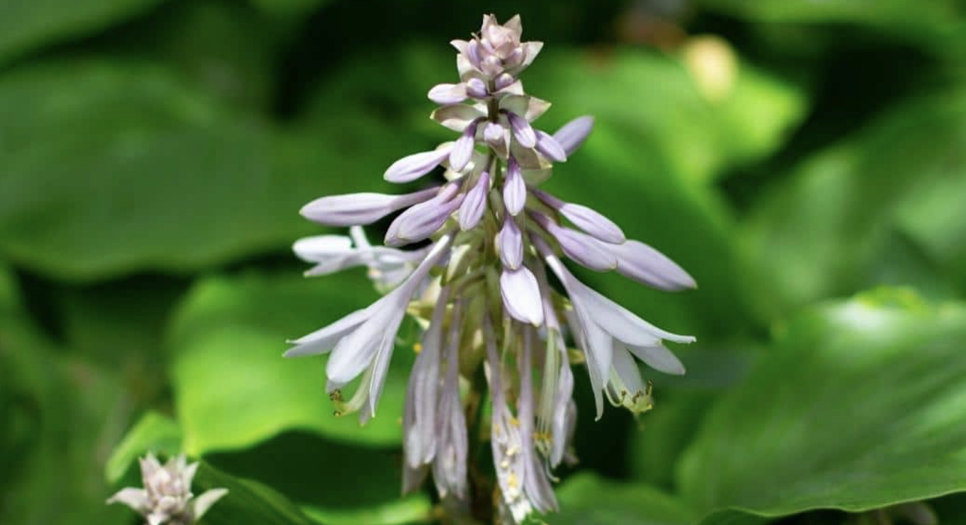Flower 212