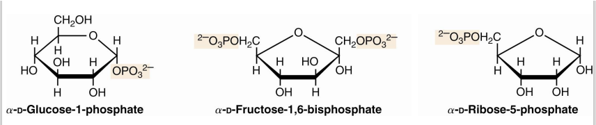 <ul><li><p><strong>Phosphate esters</strong> of glucose, fructose, and other monosaccharides<strong> are important metabolic intermediates</strong></p></li><li><p><span><em>They have a phosphates groups added to them</em></span></p></li><li><p>The <strong>ribose moiety of nucleotides such as ATP and GTP</strong> is phosphorylated at the 5’- position</p></li></ul><p></p>