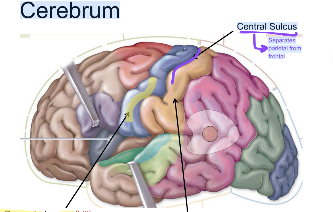 <ul><li><p>Located in the <strong>parietal lobe</strong></p><ul><li><p>Contains <strong>somatosensory cortex</strong> → Processes <strong>touch, temperature, pain, &amp; proprioception</strong></p></li></ul></li></ul><p></p>