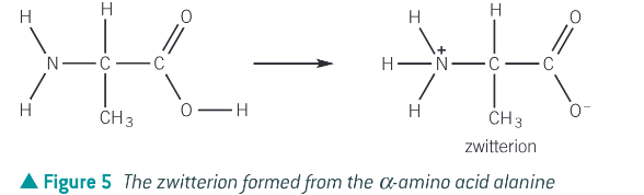 <p>An internal salt formed when the basic amine group can accept a proton from the carboxylic group to form an ion containing both a positive and negative charge</p><ul><li><p>E.g. alanine </p></li></ul><p></p>