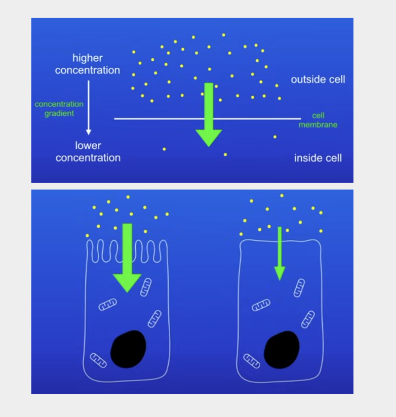 <ol><li><p>Greater CG</p></li><li><p>Higher temp</p></li><li><p>Larger SA of cell membrane</p></li></ol>