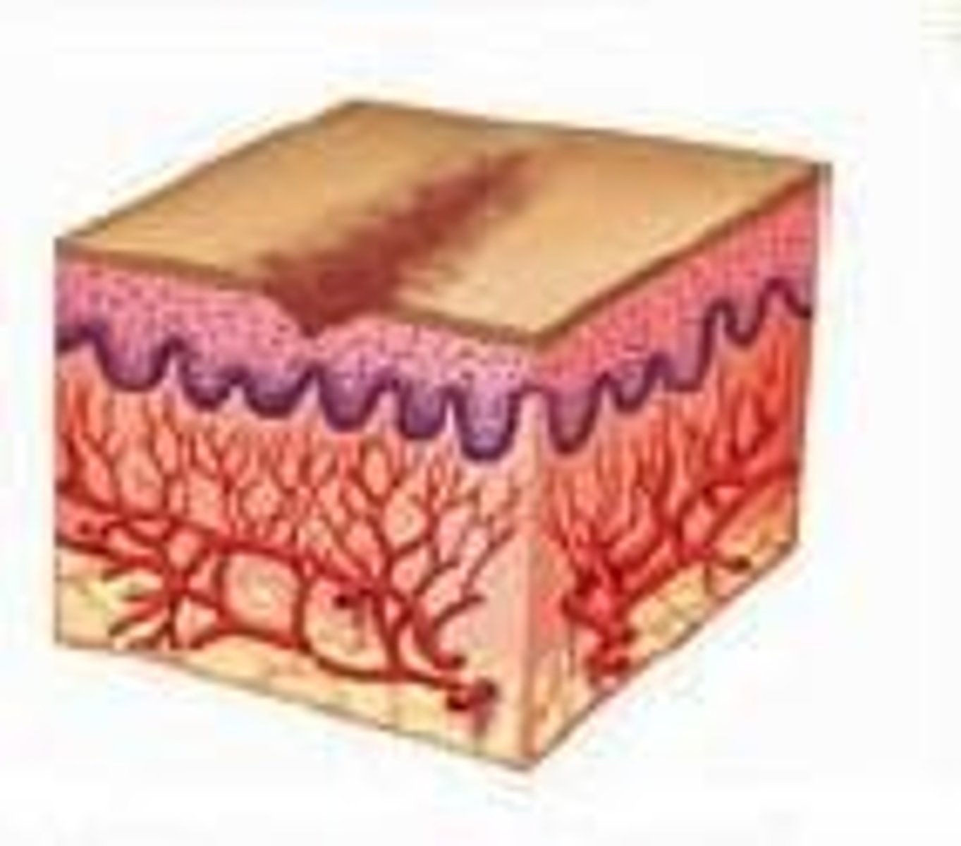 <p>It fills the wound bed and is essential for the healing process.</p>