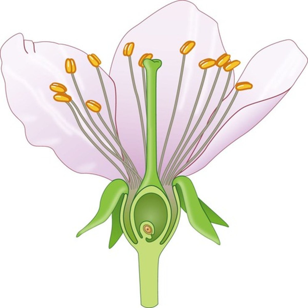 <p>It describes how three sets of master genes (A, B, C) initiate cascades of gene expression for flower formation.</p>