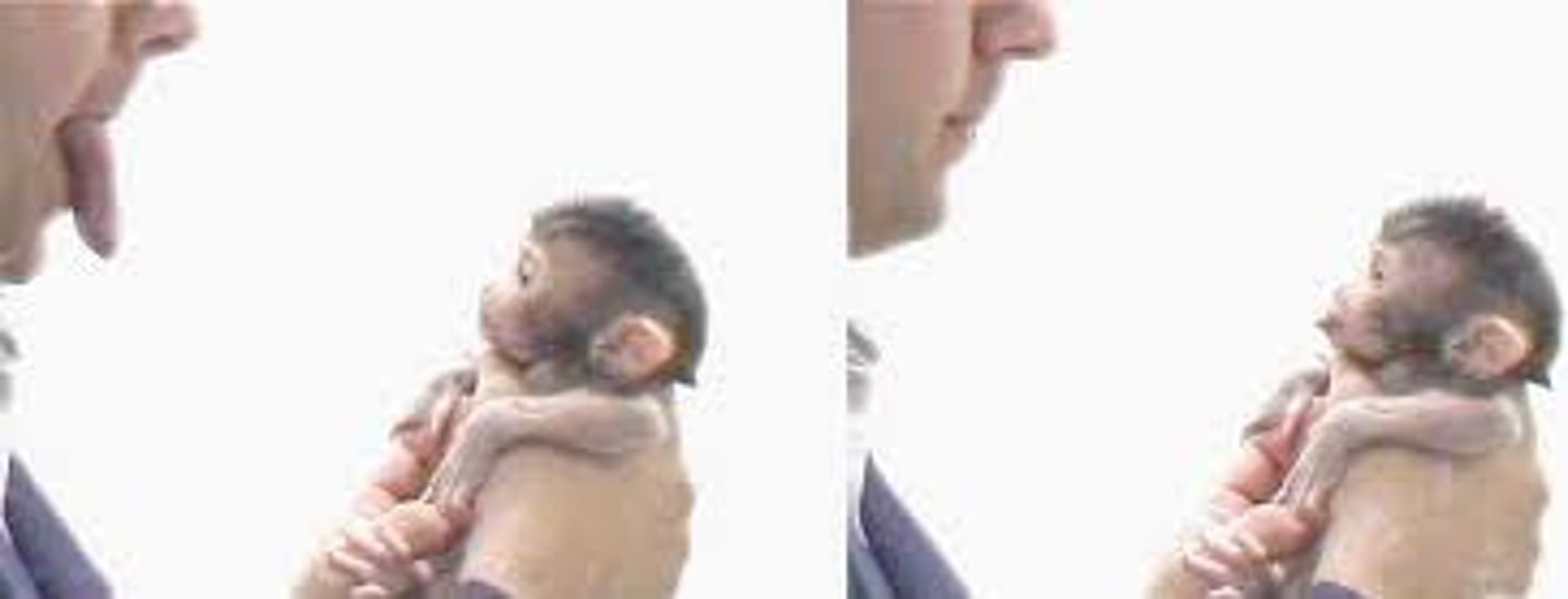 <p>frontal lobe neurons that fire when performing certain actions or when observing another doing so. The brain's mirroring of another's action may enable imitation and empathy.</p>