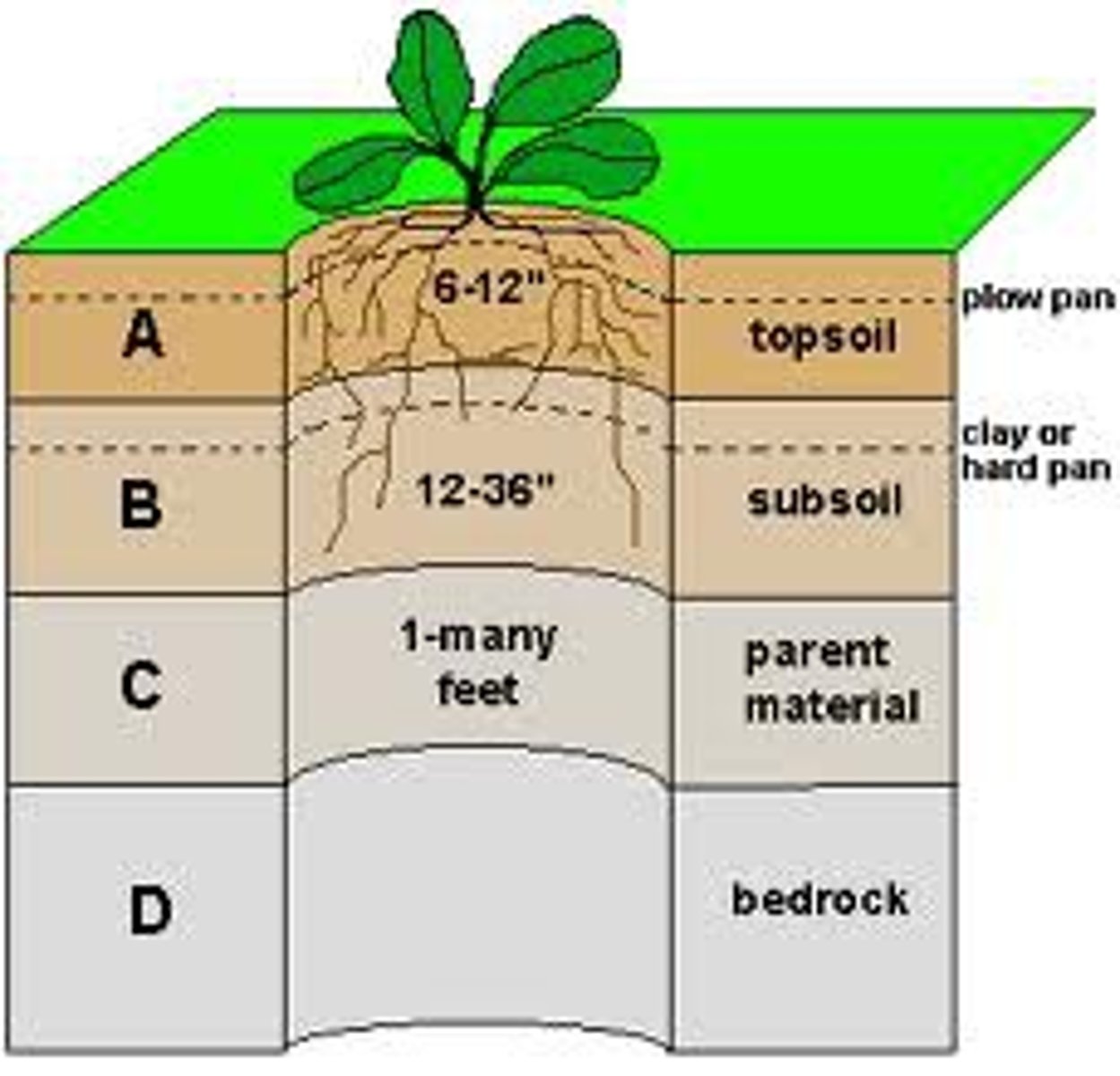 <p>subsoil</p>