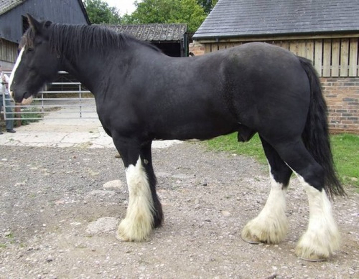 <p>draft horse:</p><p>originated in England; tallest of the draft breeds</p>