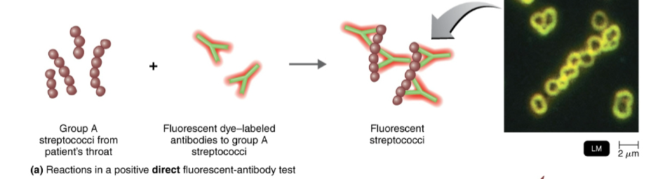 <p>direct fluorescent-antibody (FA) tests are used to…</p>