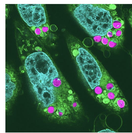 <ul><li><p>Elysia timida (sea slug) → has chloroplasts on its back</p></li><li><p>Scientists created plant-animal hybrids (in hamster cells) w/ chloroplasts</p><ul><li><p>maintained electron transport activity in cultured cells for<strong> 2 days after incorporation</strong></p></li></ul></li></ul><p></p>