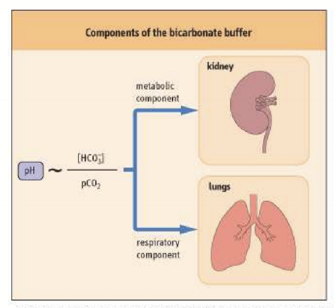 <ul><li><p>Bicarbonate buffer</p></li><li><p>Lungs </p></li><li><p>Kidneys</p></li></ul><p></p>