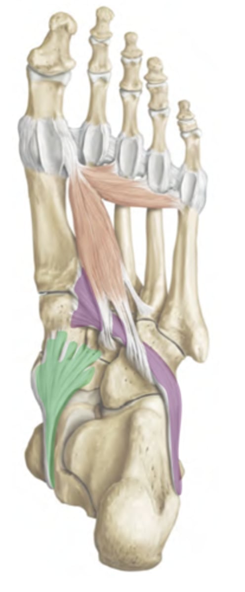 <p>-Tendons of fibularis longus and tibialis posterior insert on the plantar surface of the foot</p><p>-Muscle tension provides support of the transverse arch </p><p>-Injury of tibialis posterior can overload the spring ligament, resulting in collapsed arches</p>