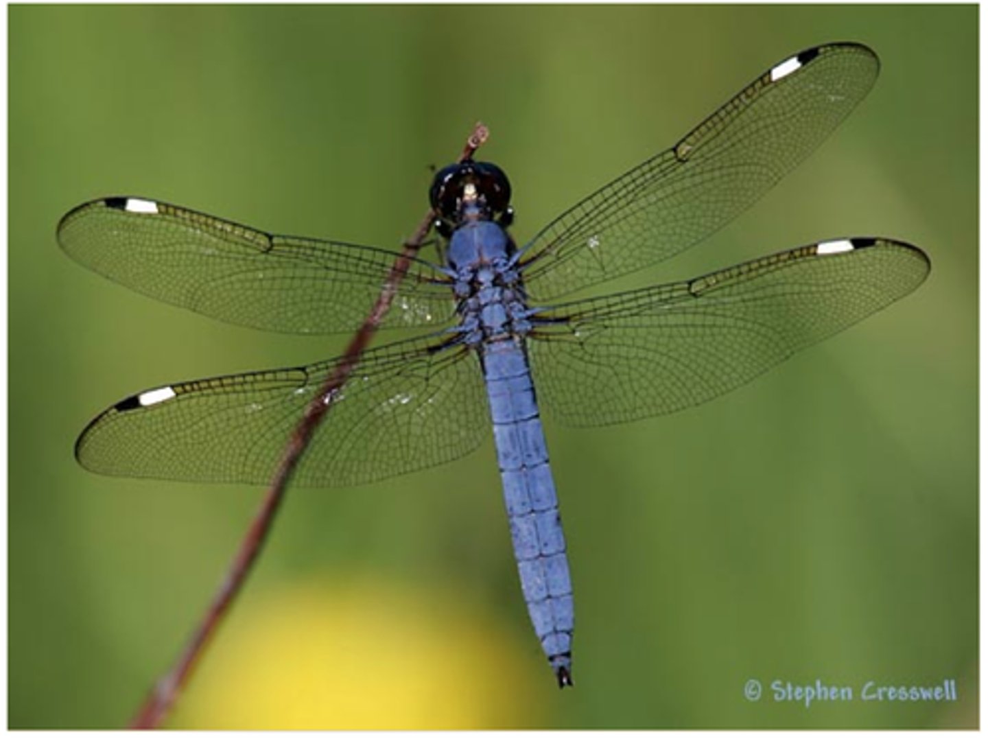 knowt flashcard image