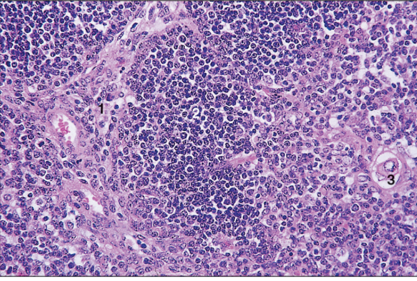 <p>thymus, ox</p>