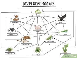<p>Know how to draw a food web </p>