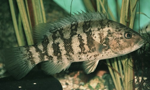 <p>Tautog</p>