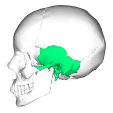 <p>the skull bone by the ear (where the mandible connects with temporalis)</p>