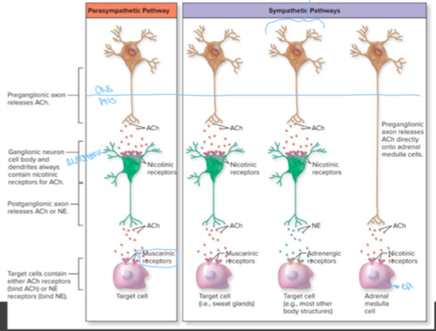 <p>mostly adrenergic; a few cholinergic</p>