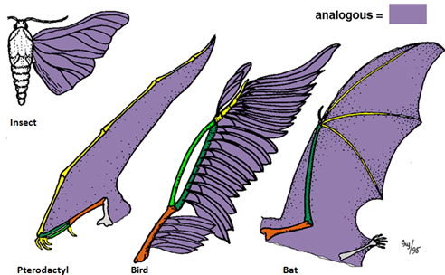 <p>similar characteristics that evolve independently as adaptions to similar environments and functions. ex: evolution of wings in bats, bird and insects Not directly related</p>