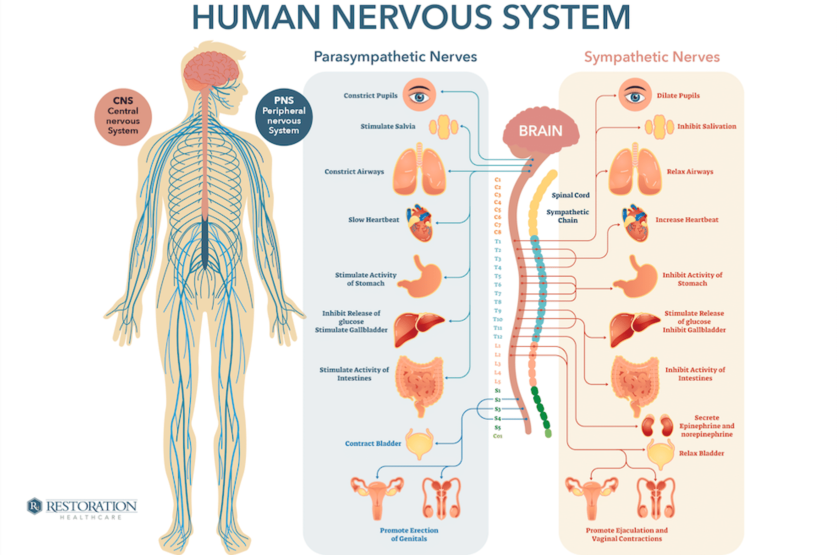 <ul><li><p>midbrain: constricts pupils</p></li><li><p>pons brain stem: stimulate saliva,</p></li><li><p>medulla: constrict airways, slow heart beat,&nbsp;stimulate activity of stomach, inhibit release of glucose, stimulate gallbladder, stimulate activity of intestines</p></li><li><p>sacral (s2-s4): contract bladder, promote erection and genital&nbsp;</p></li></ul><p></p>
