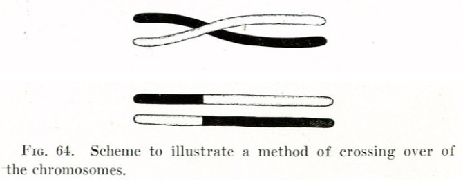 <p>a recombination event that occurs between two homologous (very similar) dna molecules; done by crossing over</p>