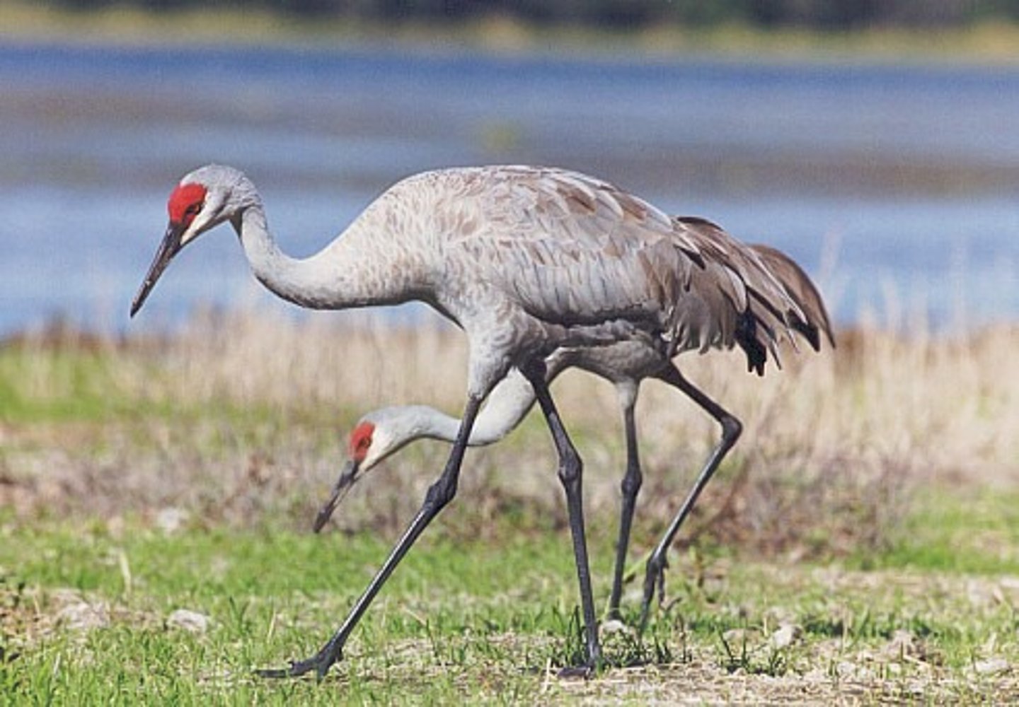 <p>Cranes and Rails</p>