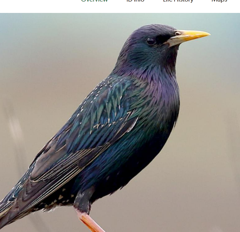 <p>European Starling </p>