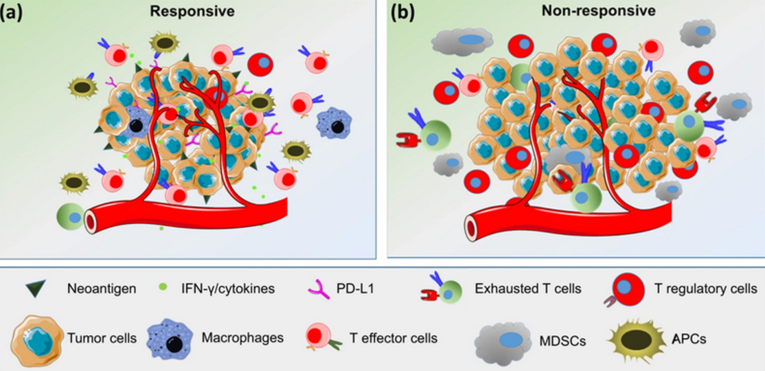 <p><span><span>The response to immune checkpoint inhibitors varies depending on the TME. In the responders, tumors have a high neoantigen load, high levels of TILs, especially effector cells, a high Teff to Treg ratio, low MDSC levels and increased secretion of IFN-γ and other cytokines.</span></span></p><p><span><span> In nonresponders, the TME contains high levels of immunosuppressive cells, such as Tregs and MDSCs, and very low levels of NK cells and activated lymphocytes</span></span></p>
