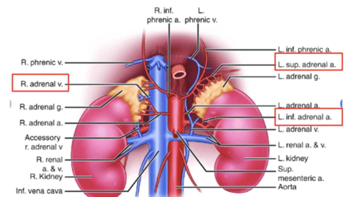 <p>Superior suprarenal arteries: Branches of the inferior phrenic arteries.</p><p>Middle suprarenal arteries: Branches of the abdominal aorta.</p><p>Inferior suprarenal arteries: Branches of the renal arteries.</p>