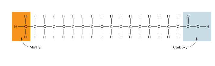 <p>all bonds between carbons r single; filled w/ hydrogen</p>