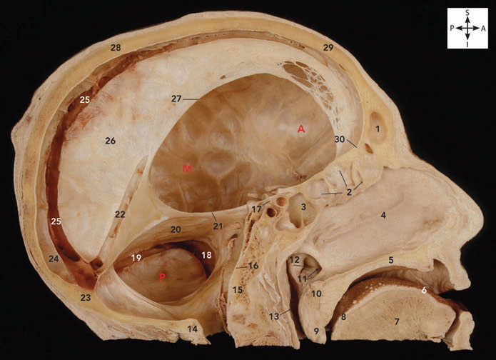 <p>what sinus runs in the upper border of the falx cerebri?</p>