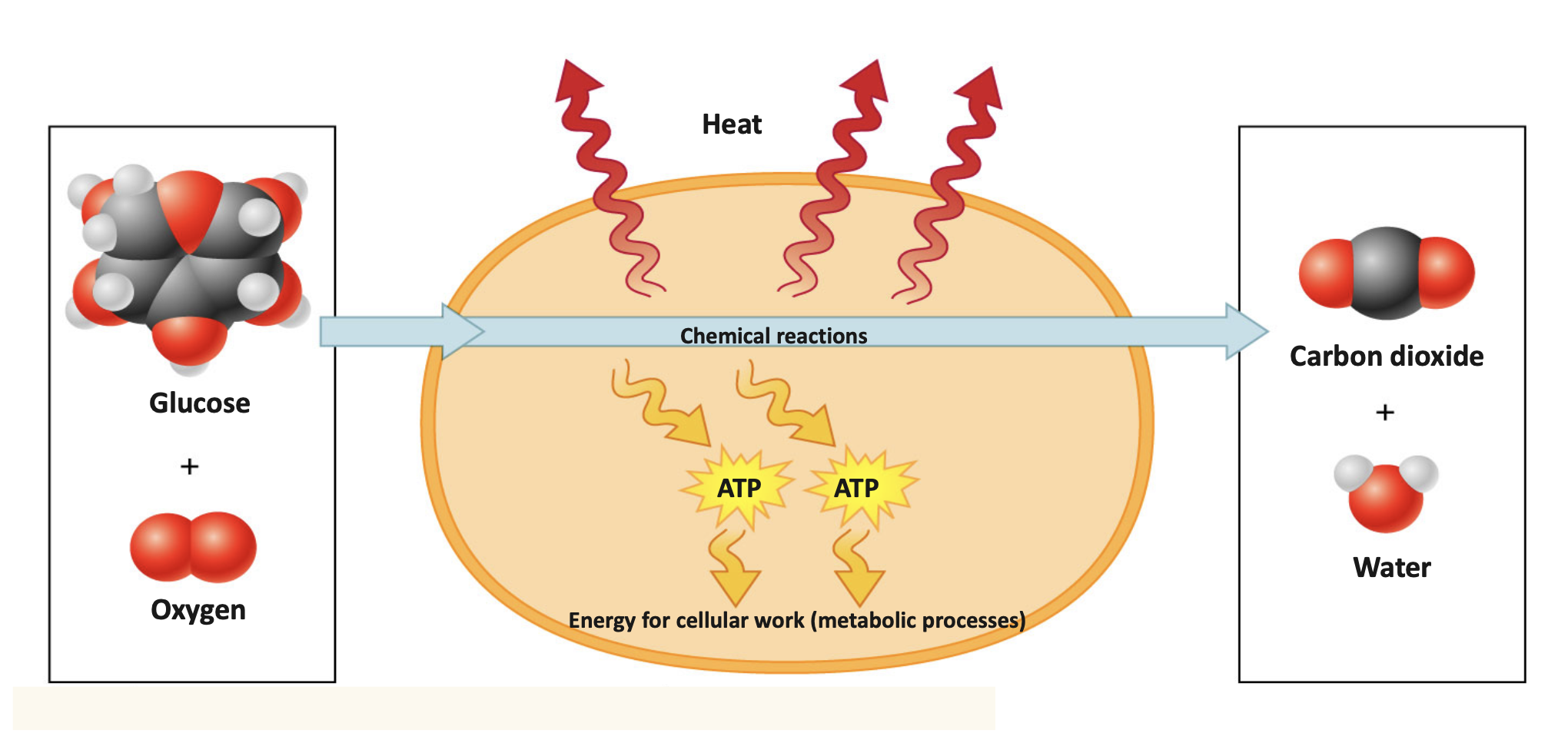<p>Aerobic Respiration</p>