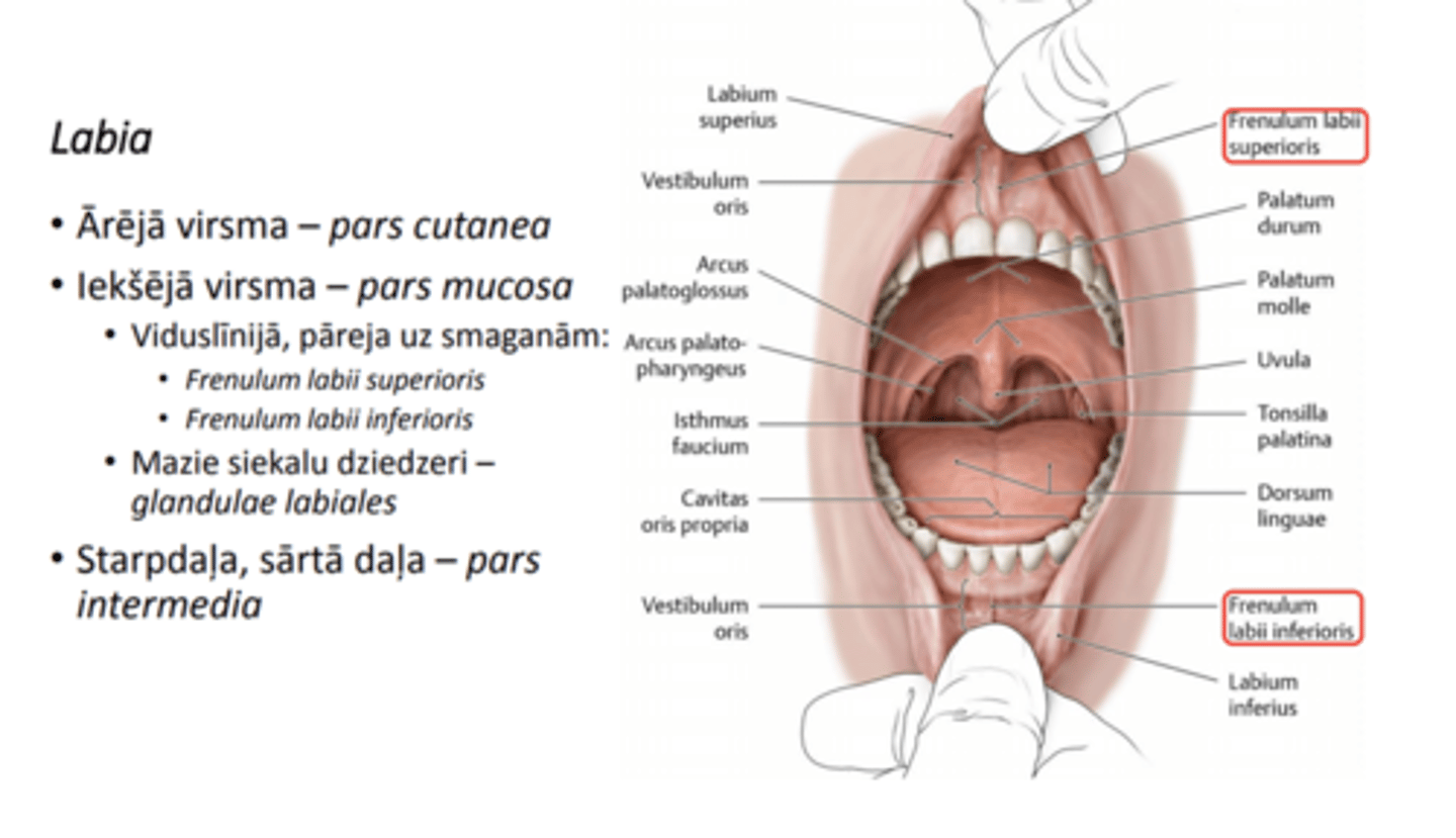 <p>iekšējais- pars mucosa, veido frenulum labii sup/inf+ glandulae labiales</p><p>vidējais- pars intermedia</p><p>ārejais- pars cutanea</p>