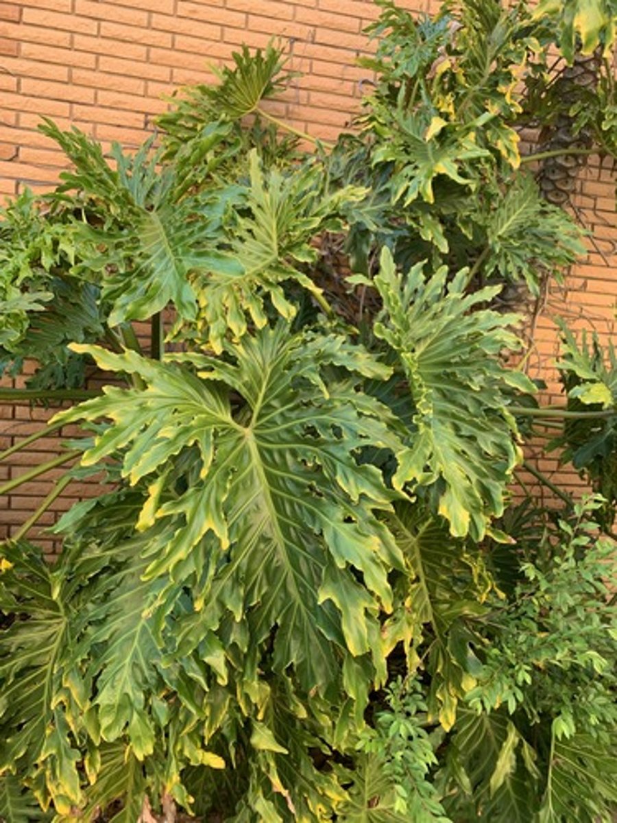 <p>Deeply lobed heart shape blades, about 2 - 3' long. Top of petiole is flat rest is round, eye shaped indentations in trunk, thick veins and heavy rubbery feel</p>