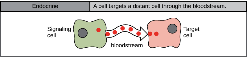 <p>Long Distance signaling, signals travel through the bloodstream</p>