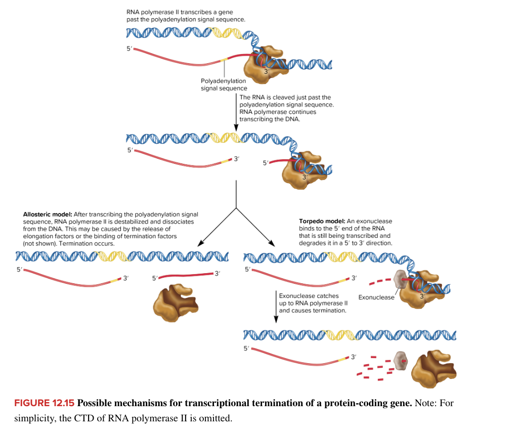 <ul><li><p>RNA pol II transcriptional termination</p><ul><li><p>pre-mRNAs are modified by cleavage near 3’ end with subsequent attachment of a string of adenines to form a polyAtail</p></li><li><p><strong>transcription terminates 500-2000 nucleotides downstream from polyA signal</strong></p></li><li><p>2 models for termination (unclear which/if correct)</p><ul><li><p>allosteric</p></li><li><p>torpedo</p></li></ul></li></ul></li></ul><p></p>