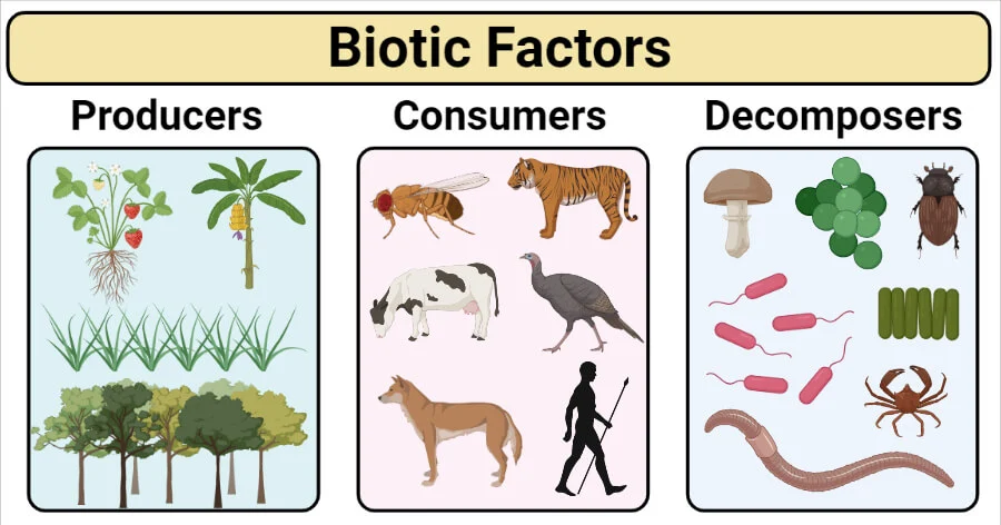 <p>The<strong> living</strong> components (organisms) that shape up the environment<span>.</span></p>