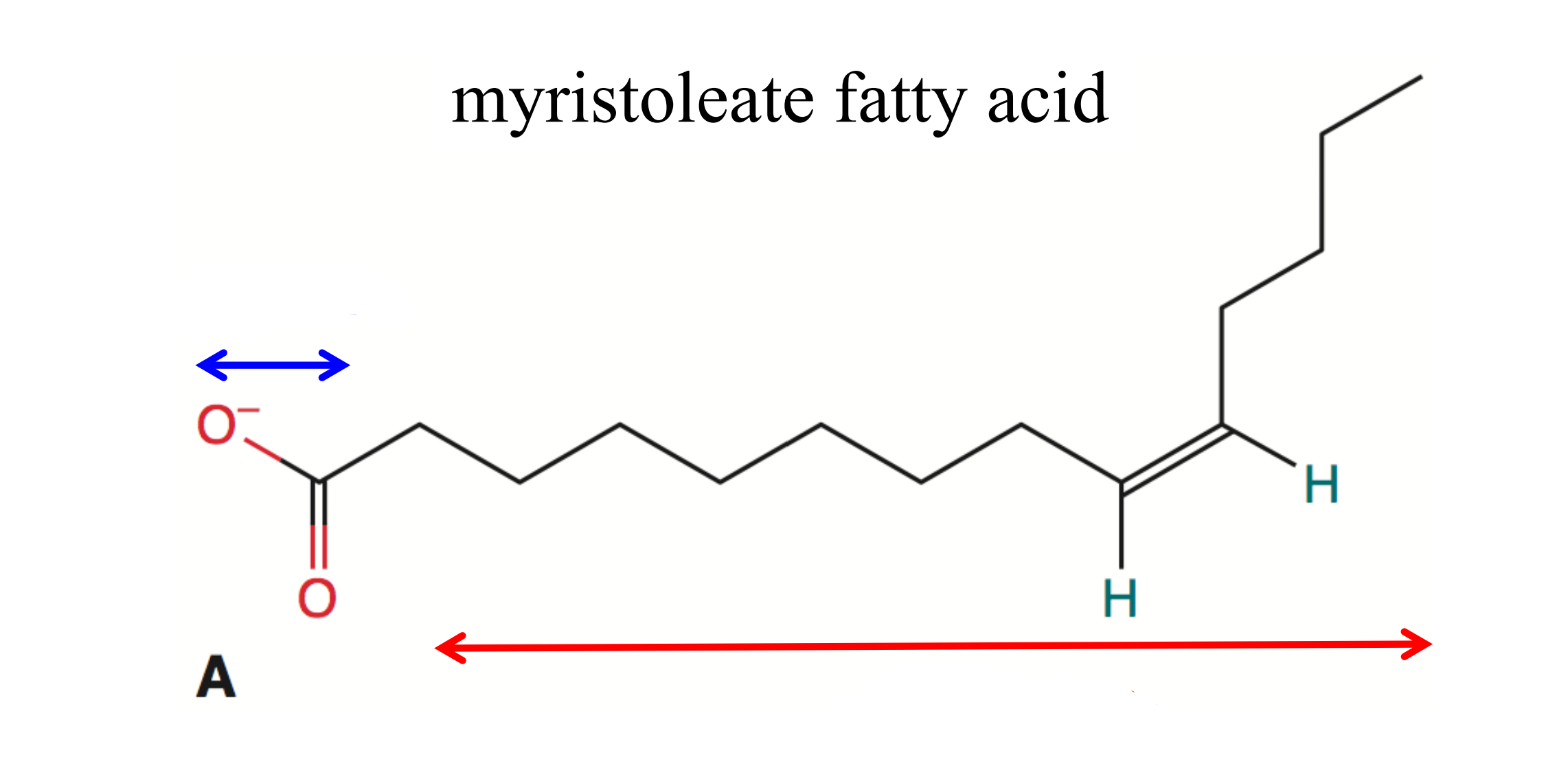 <p>Identify the 2 parts in the myristoleate fatty acid </p>