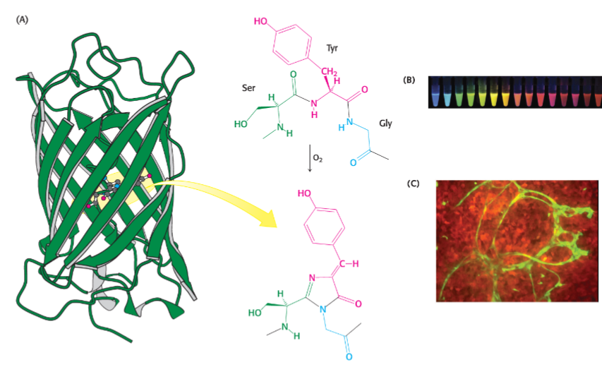 * cyclization of tripeptide (Ser65-Tyr66-Gly67) followed by dehydration and oxidation leads to formation of green fluorophore
* amino acid changes can influence absorbance spectra